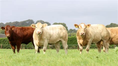 Kerry suckler farmer: Love for the 135 and TikTok fame.